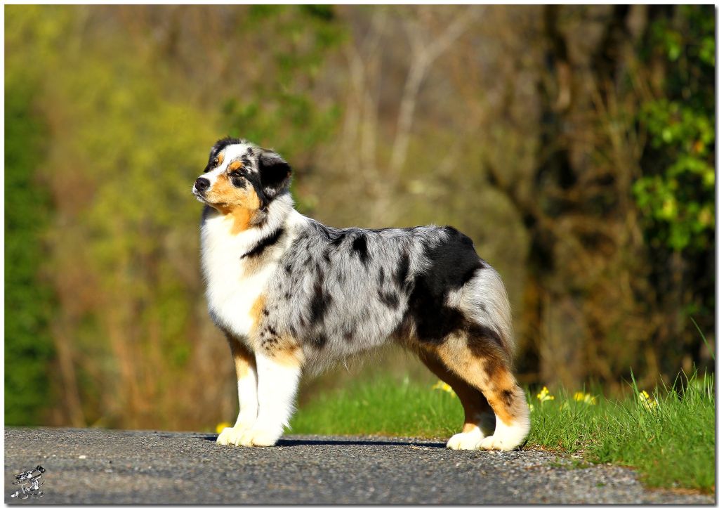 Marshmallow petite guimauve du Chalet de Fanny